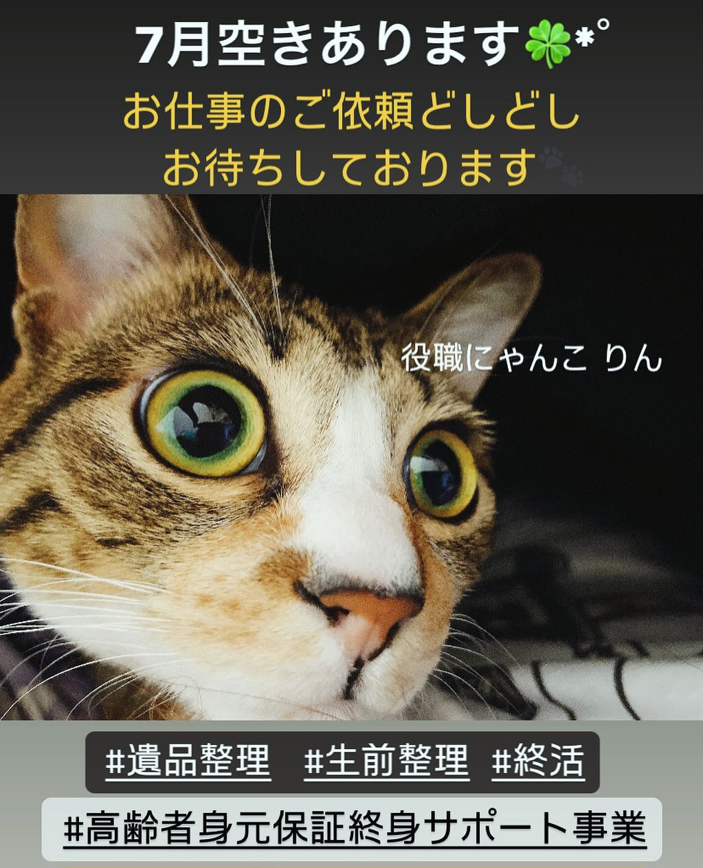 にゃんこの手 役職にゃんこのりんです🎶