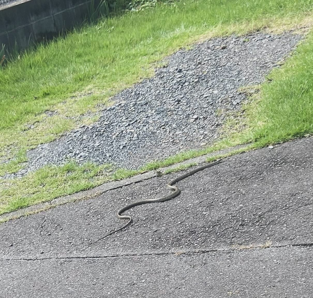 本日の現場でヘビ🐍