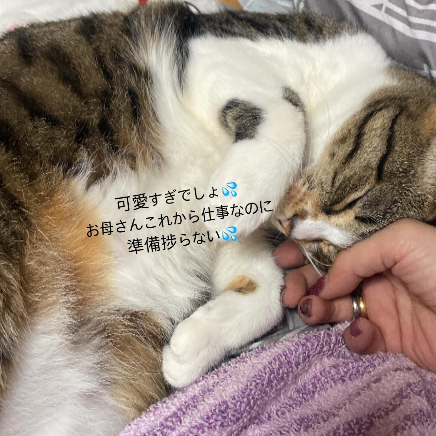 お仕事の準備中ににゃーにゃー呼ぶから手を差し出したらこれよ💦