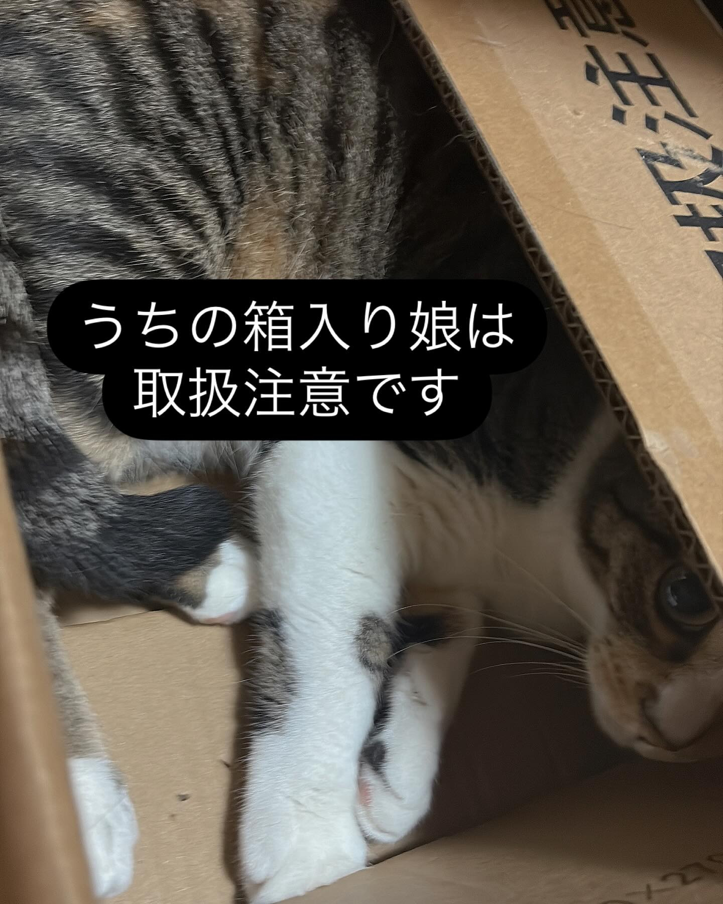 にゃんこの手は年中無休✨️